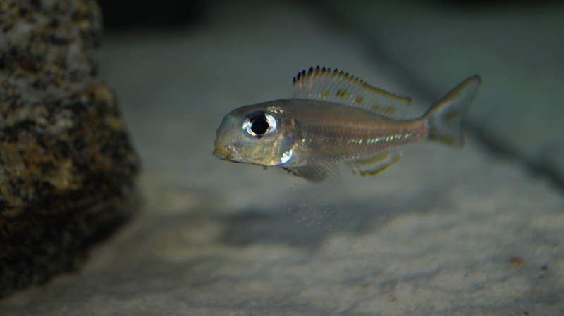 Xenotilapia ornatipinnis 'Burundi'